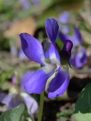 A Budai Arborétumban