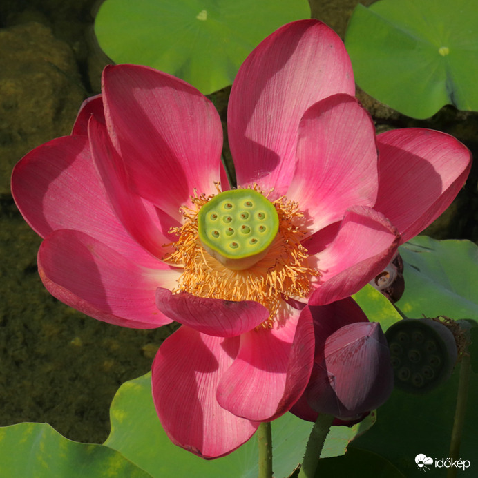 Indiai lótusz - Nelumbo nucifera