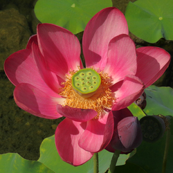 Indiai lótusz - Nelumbo nucifera
