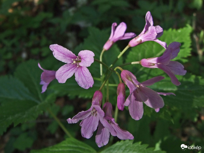 Hagymás fogasír (Dentaria bulbifera)