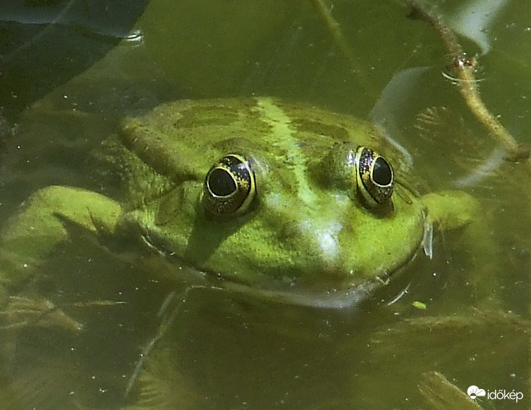 Kecskebéka