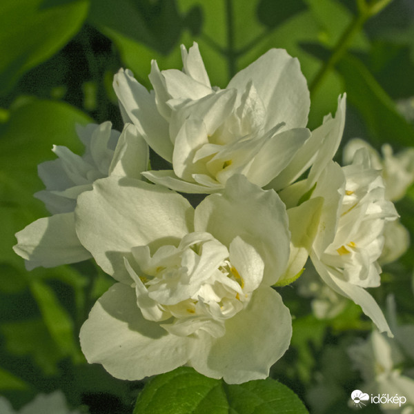 Teltvirágú jezsámen (Philadelphus x virginalis)