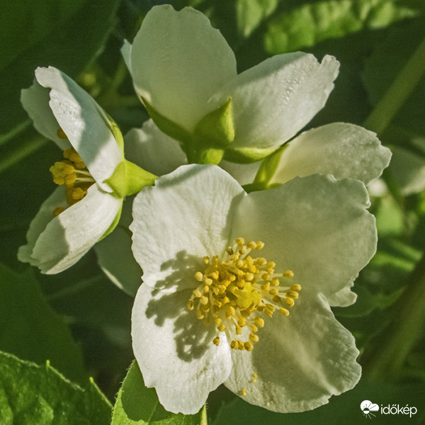 Közönséges jezsámen (Philadelphus coronarius)