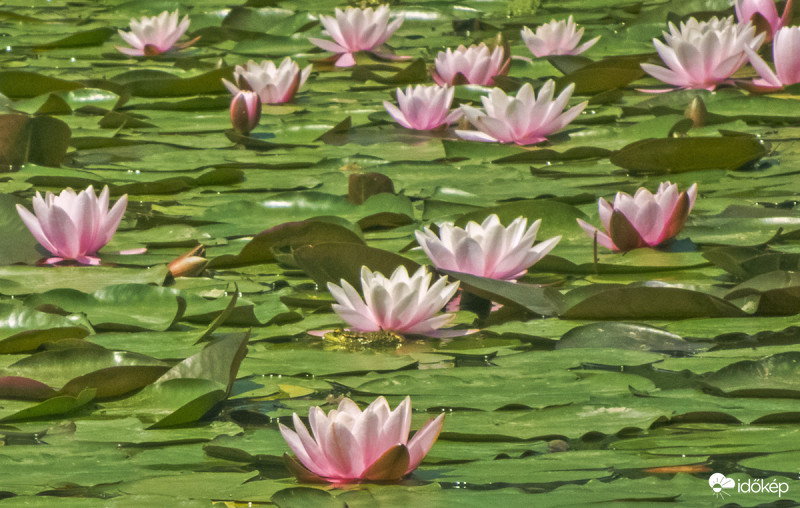 Rózsaszínű tündérrózsák (Nymphaea Marliacea Rosea)