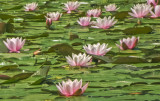 Rózsaszínű tündérrózsák (Nymphaea Marliacea Rosea)