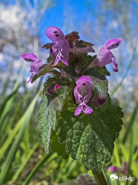 Piros árvacsalán (Lamium purpureum)
