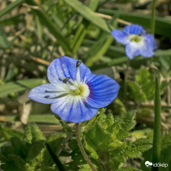 Perzsa veronika (Veronica persica)