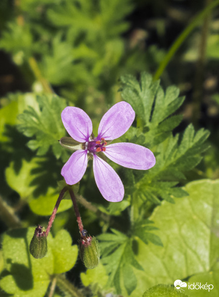Bürökgémorr (Erodium cicutarium) 