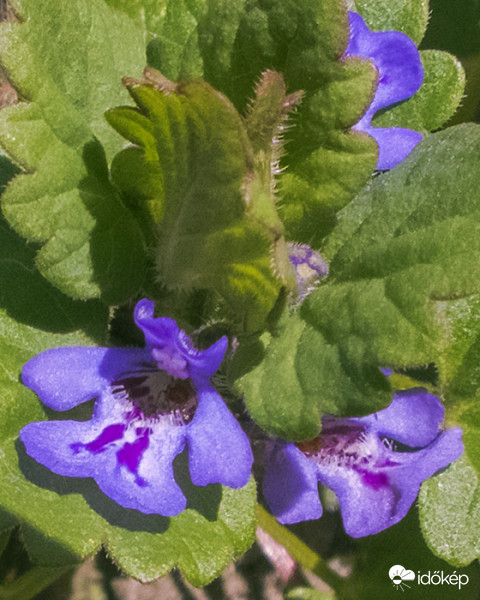  Kerek repkény (Glechoma hederacea)