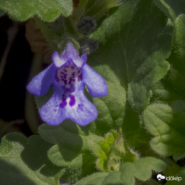 Kerek repkény (Glechoma hederacea)