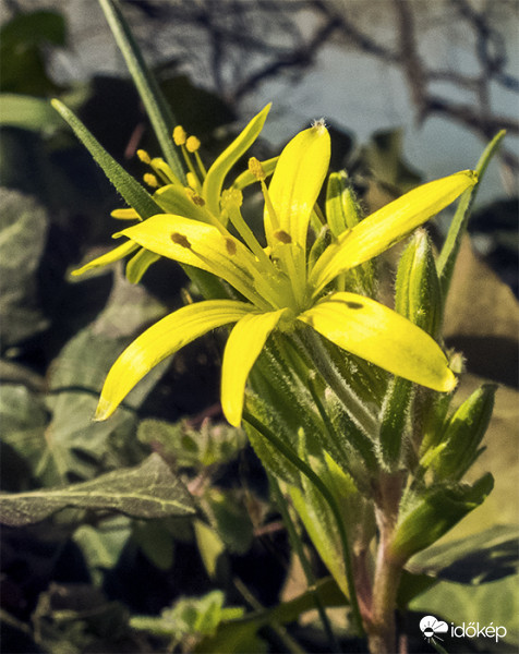  Mezei tyúktaréj (Gagea pratensis)