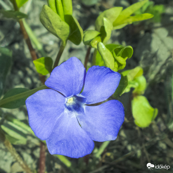 Kis meténg (Vinca minor)