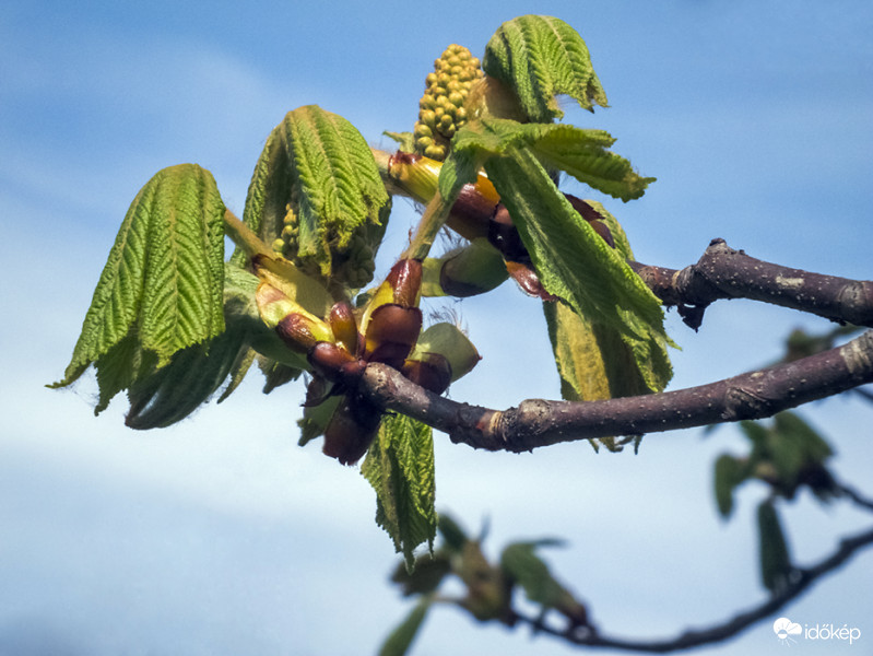 Bimbózó vadgesztenye