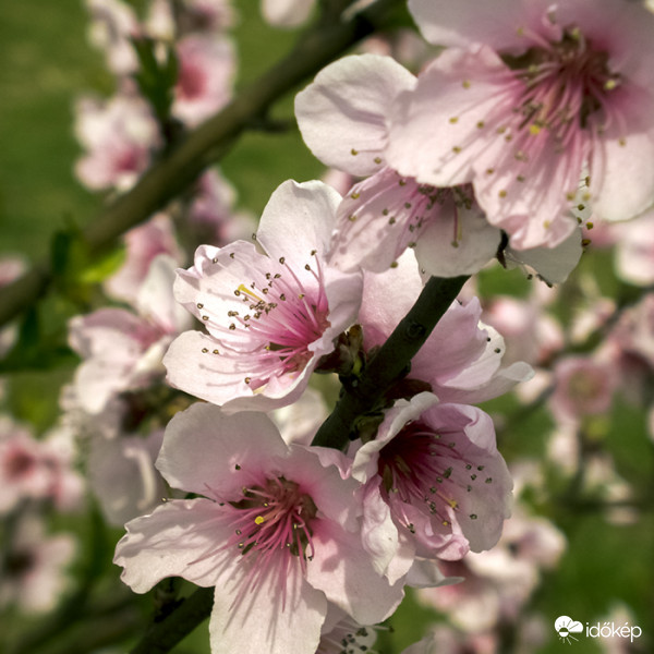 Virágzó dísz-szilva
