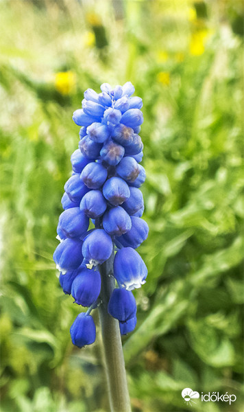  Fürtös gyöngyike (Muscari neglectum) 