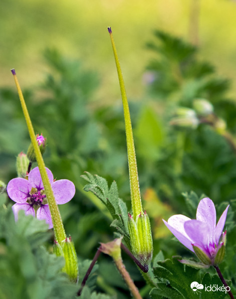 Bürökgémorr (Erodium cicutarium)