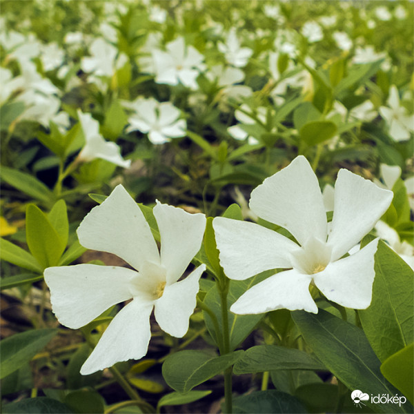 Kis meténg - fehér virágú