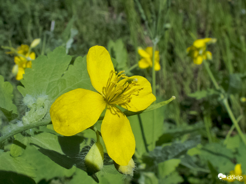 Vérehulló fecskefű (Chelidonium majus)
