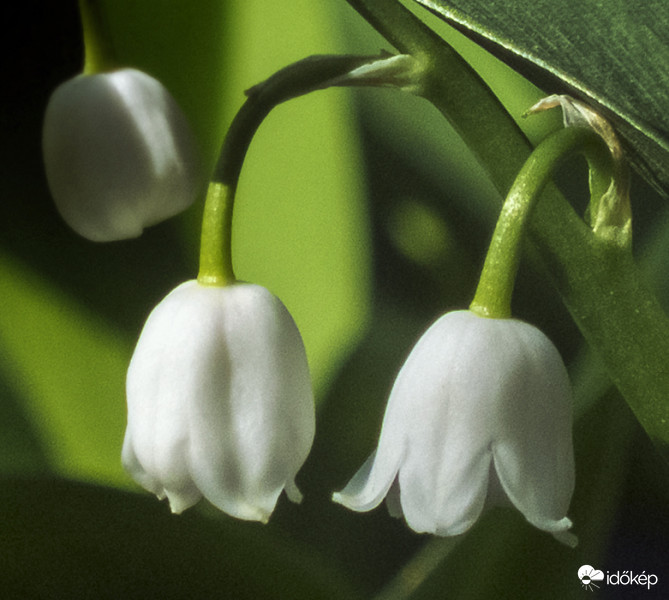 Májusi gyöngyvirág (Convallaria majalis)