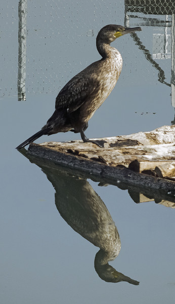 Nagy kárókatona (Phalacrocorax carbo)