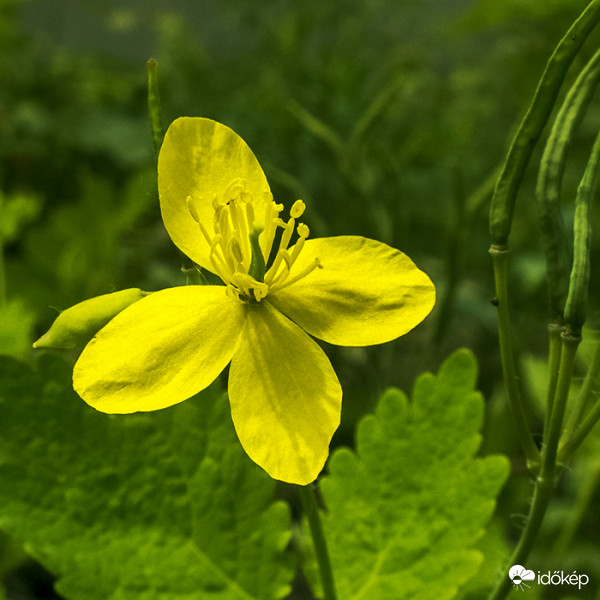 Vérehulló fecskefű (Chelidonium majus)