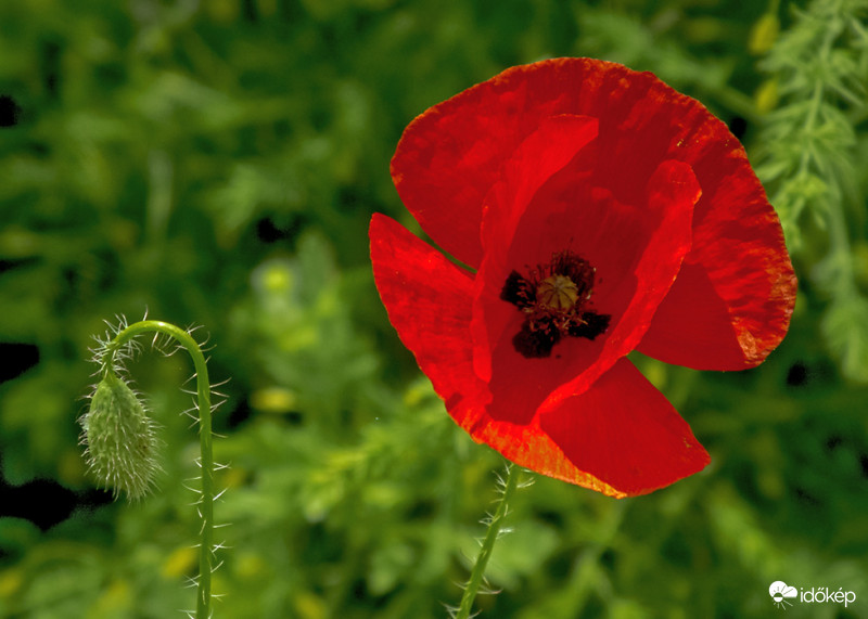 Pipacs, a vadvirágok királynője