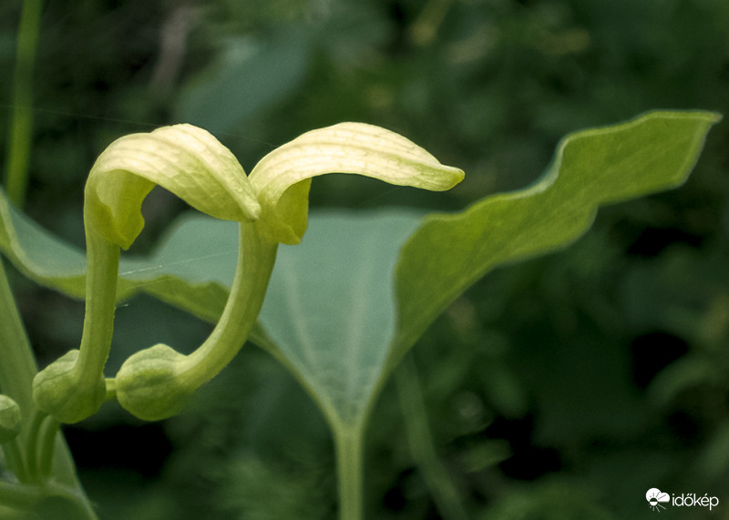 Farkasalma (Aristolochia clematitis)