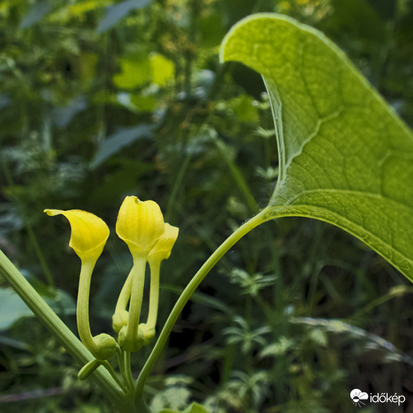 Farkasalma (Aristolochia clematitis)