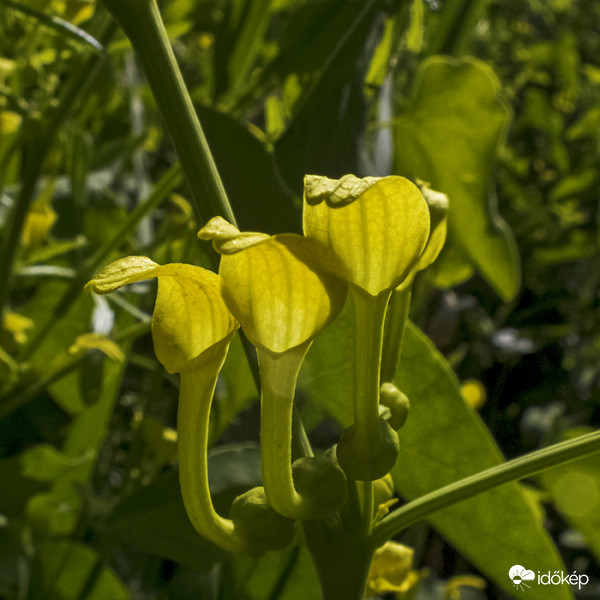 Farkasalma (Aristolochia clematitis)
