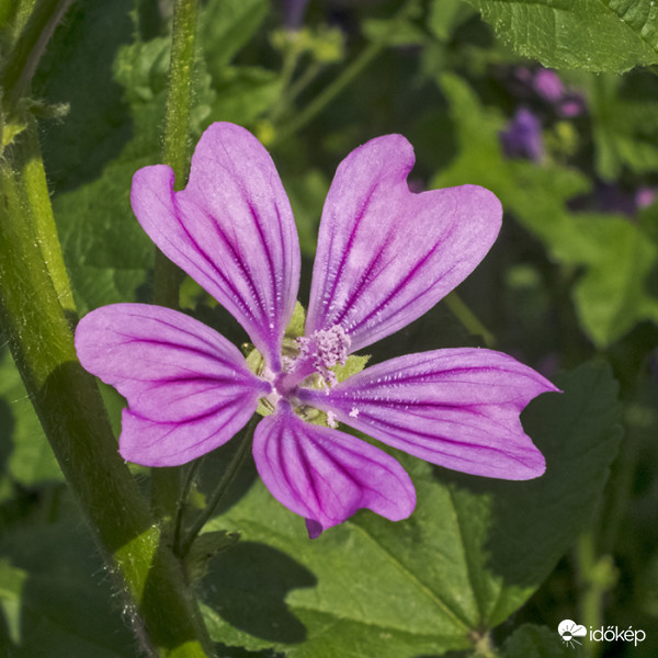 Papsajtmályva (Malva neglecta)