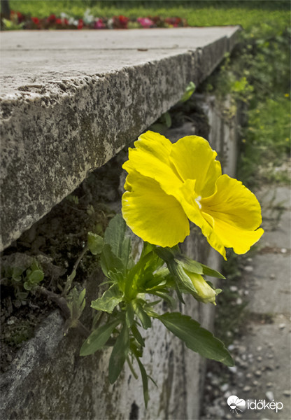 Árvácska a betonlapok között