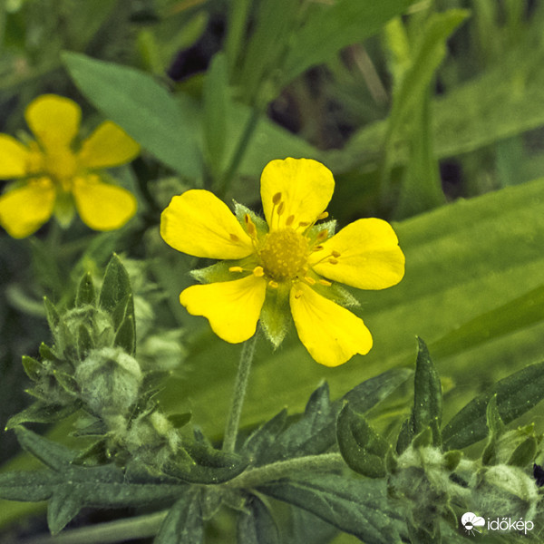 Ezüst pimpó (Potentilla argentea)