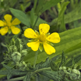 Ezüst pimpó (Potentilla argentea)