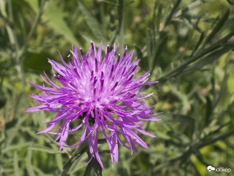 Réti imola (Centaurea jacea)