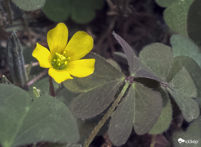  Szürke madársóska (Oxalis corniculata)