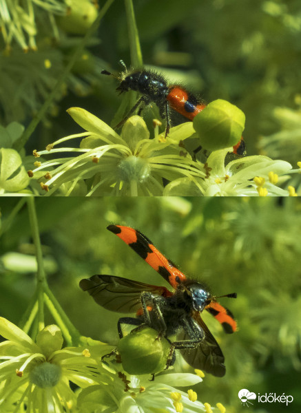 A szalagos méhészbogár – (mindenevő bogarak alrendje, szúfarkasfélék családja) 1-1,5 cm hosszú, szőrös kitinpáncélú bogár.