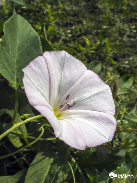 Mezei szulák (Convolvulus arvensis) 