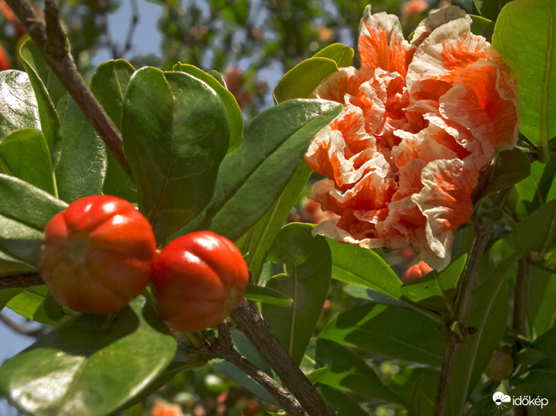 Teltvirágú dísz gránátalma (Punica granatum Legrelliae)