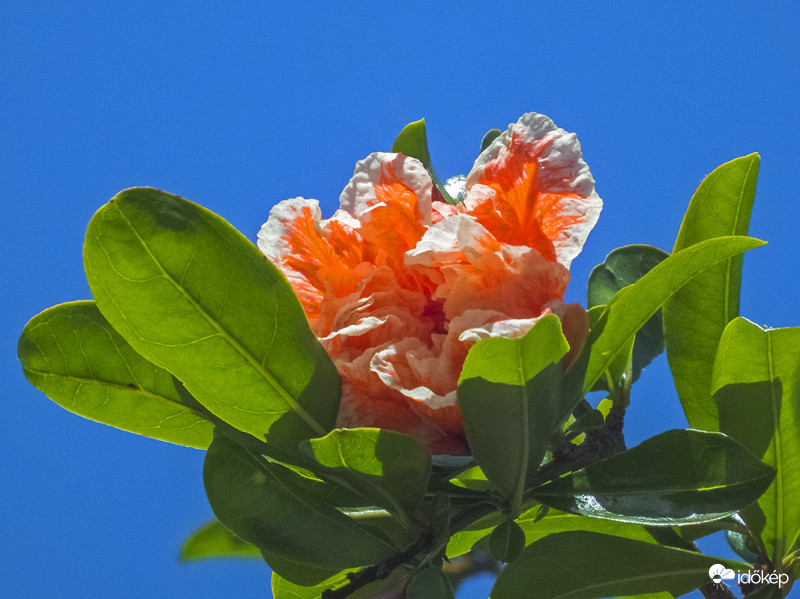 Cirmos teltvirágú dísz gránátalma (Punica granatum Legrelliae)