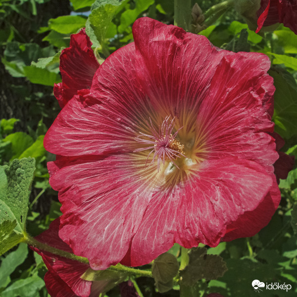 Kerti mályvarózsa ( Alcea rosea)