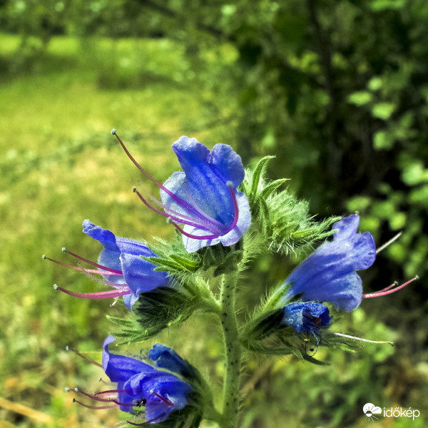 Terjőke kígyószisz (Echium vulgare)