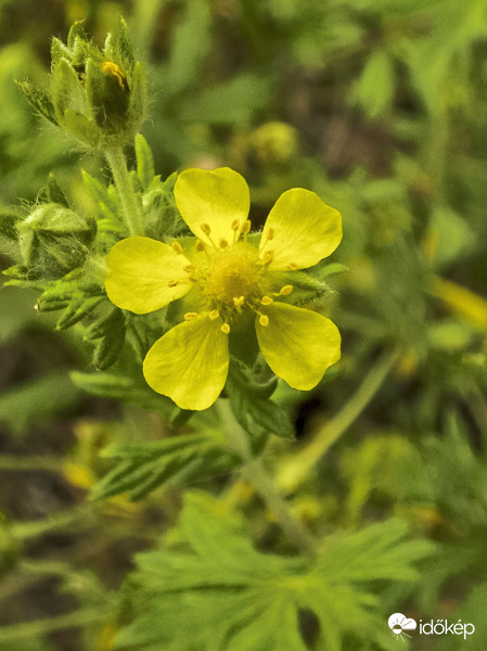  Ezüst pimpó (Potentilla argentea)