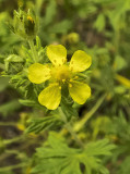  Ezüst pimpó (Potentilla argentea)
