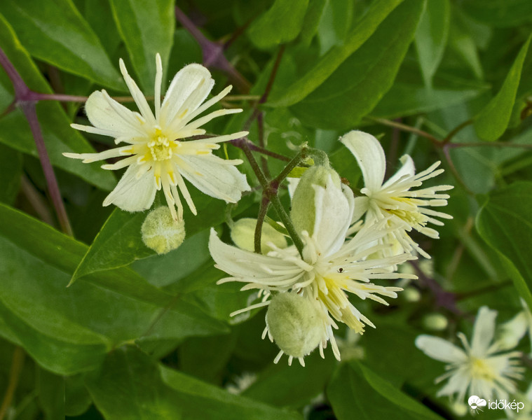 Erdei iszalag (Clematis vitalba)