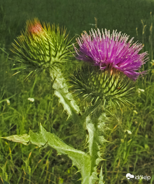 Közönséges aszat (Cirsium vulgare)