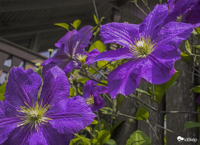 Iszalag (nagyvirágú Clematis-hibrid)