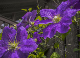 Iszalag (nagyvirágú Clematis-hibrid)