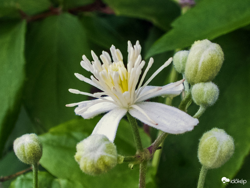 Erdei iszalag (Clematis vitalba)