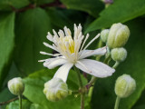 Erdei iszalag (Clematis vitalba)