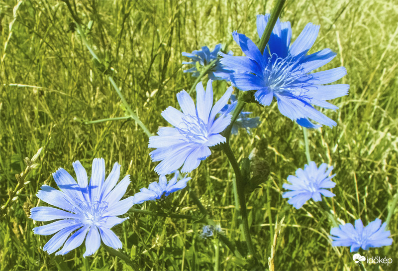 Mezei katáng. (Cichorium intybus) 